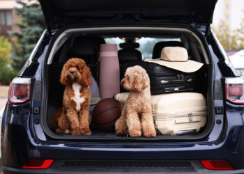 Dogorama warnt: Sommerhitze wird zur Lebensgefahr für Hunde – Gefahr beginnt schon ab 20 °C Aussentemperatur