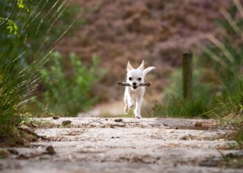 Giftköder-Meldungen erreichen neue Höchststände