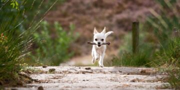 Giftköder-Meldungen erreichen neue Höchststände